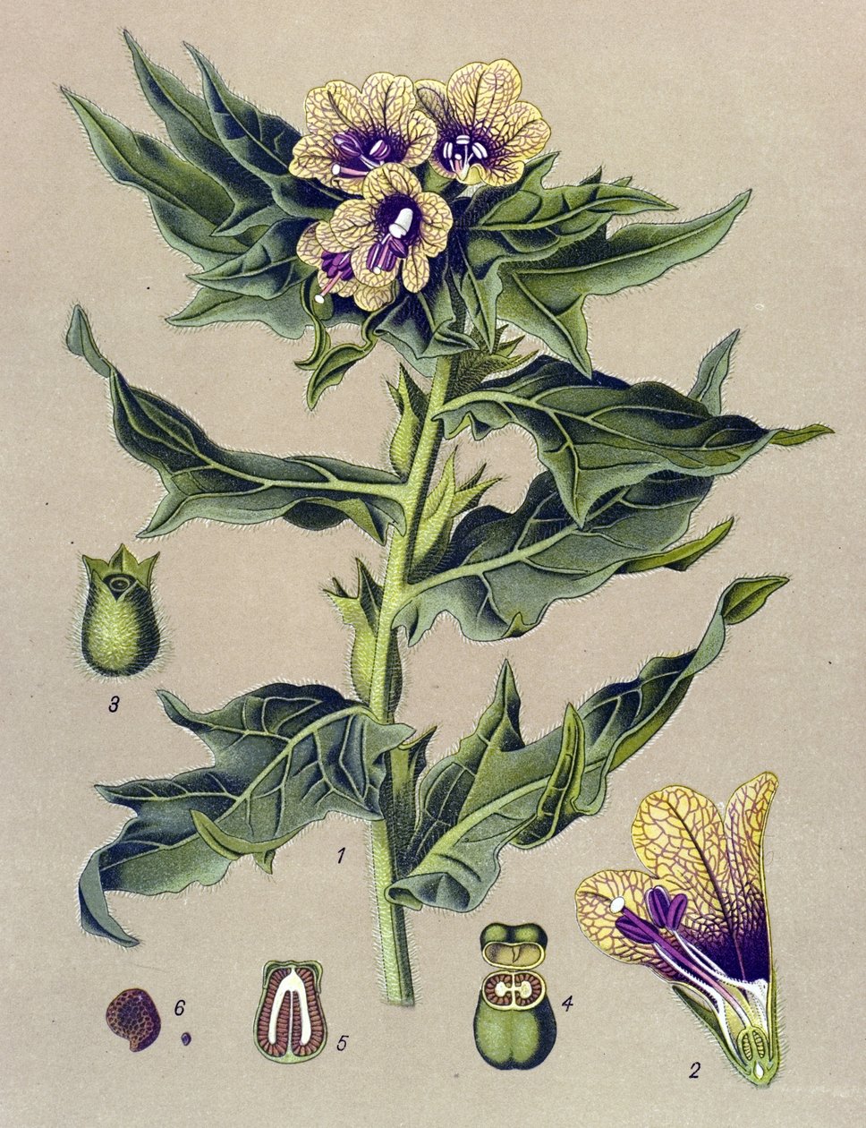 Tabla botánica, planta: borde negro (Hyoscyamus niger) de Unbekannter Künstler