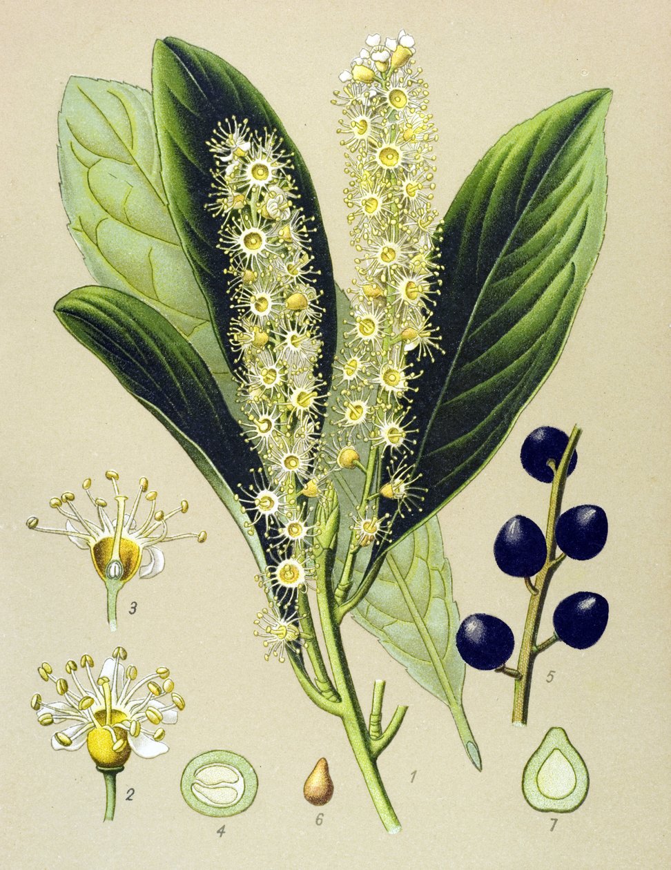 Tabla botánica, planta: laurel cereza (Prunus Laurocerasus) de Unbekannter Künstler
