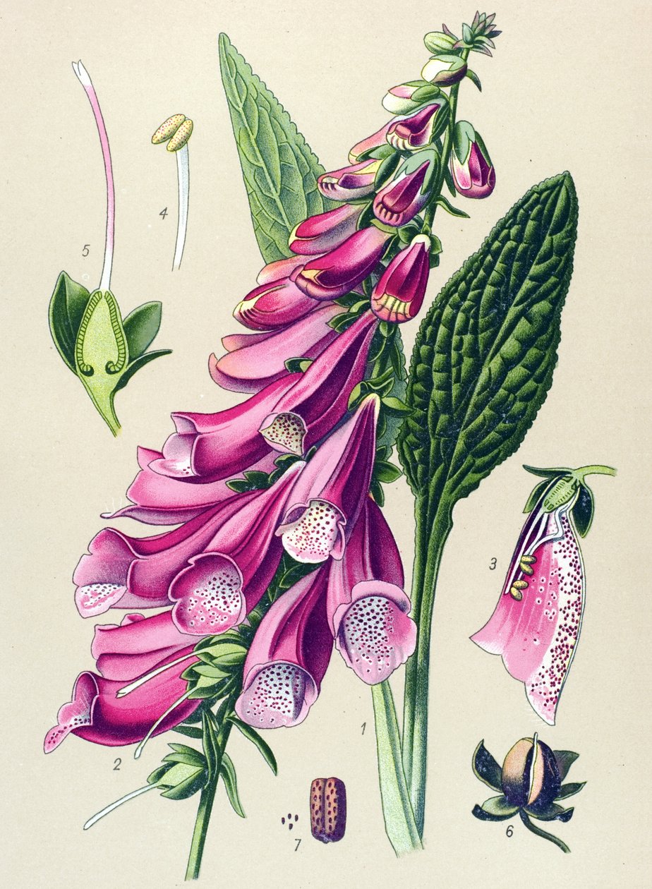 Tabla botánica, planta: digital púrpura (Digitalis purpurea) de Unbekannter Künstler