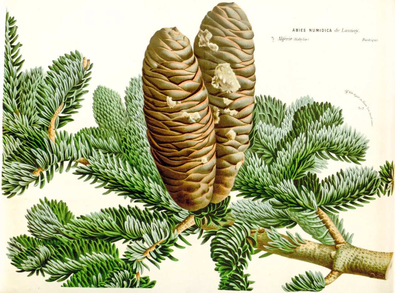 Ilustración botánica / Abies numidica / Abeto argelino de Unbekannt