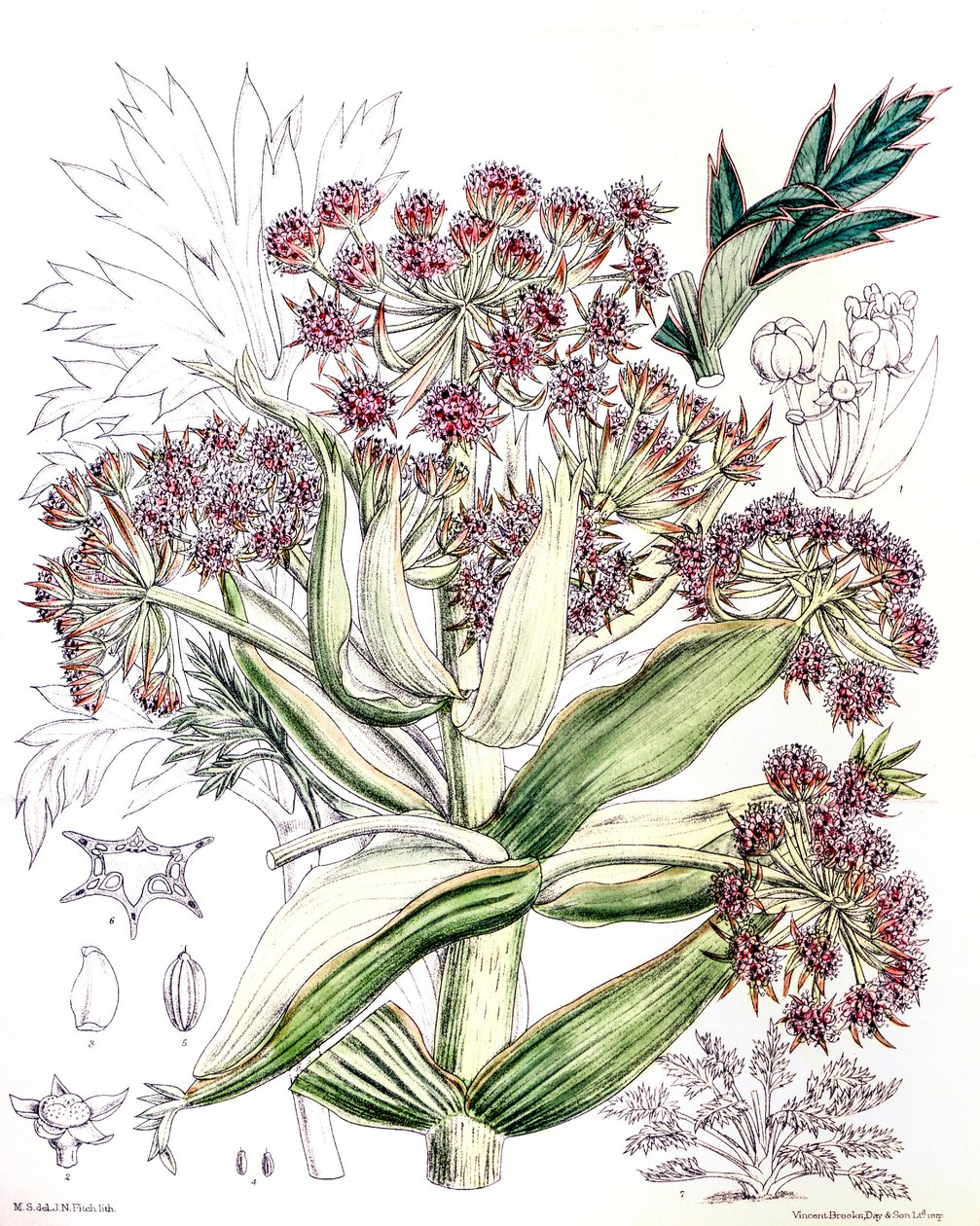 Ilustración botánica / Aciphylla latifolia / Anisotome latifolia de Unbekannt