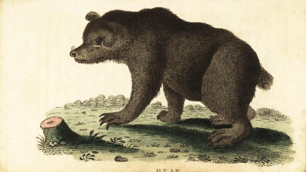 Oso pardo, Ursus arctos.,1800 (grabado) de Unbekannter Künstler