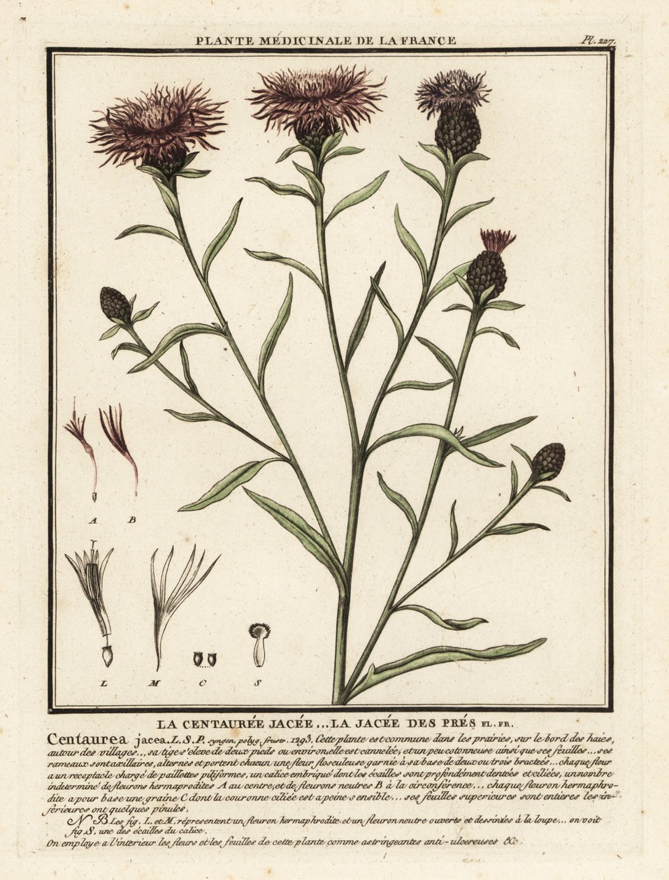 Mala hierba marrón, Centaurea jacea. de Unbekannter Künstler