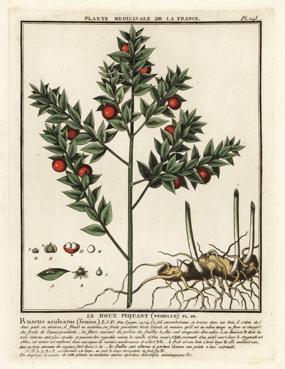 Escoba de carnicero, Ruscus aculeatus. de Unbekannter Künstler