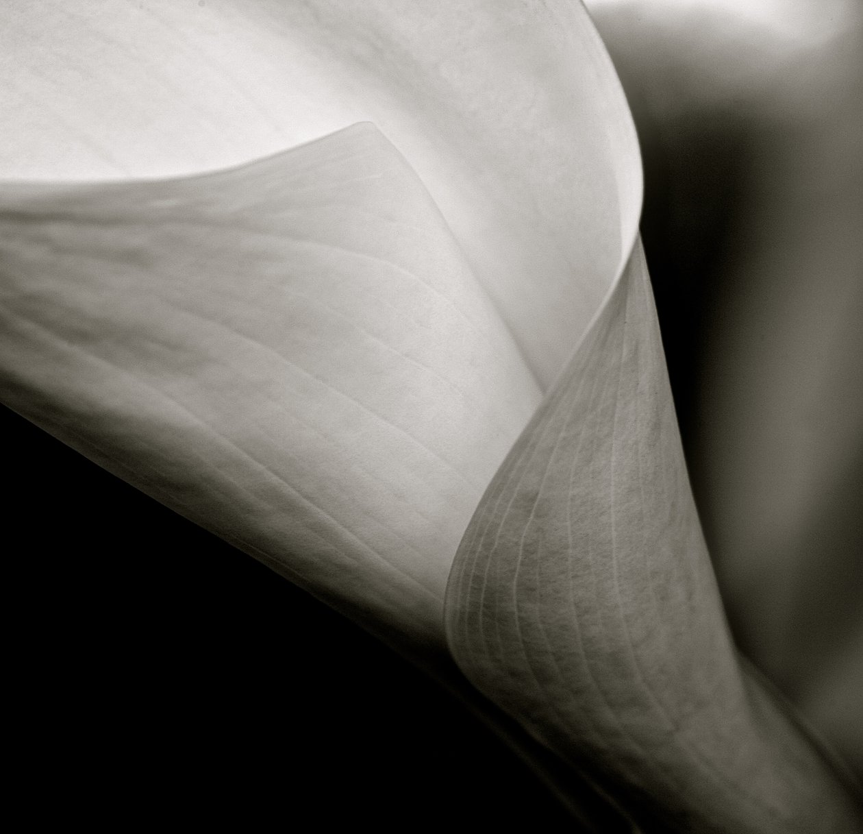 Cala, 2015 de William M. Timlin