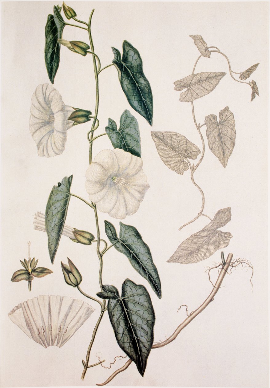 Calystegia sepium/Convolvulus sepium/Enredadera de seto de Unbekannt