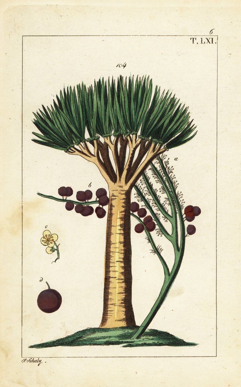 Dracaena draco de Canarias. Vulnerable. de Unbekannter Künstler