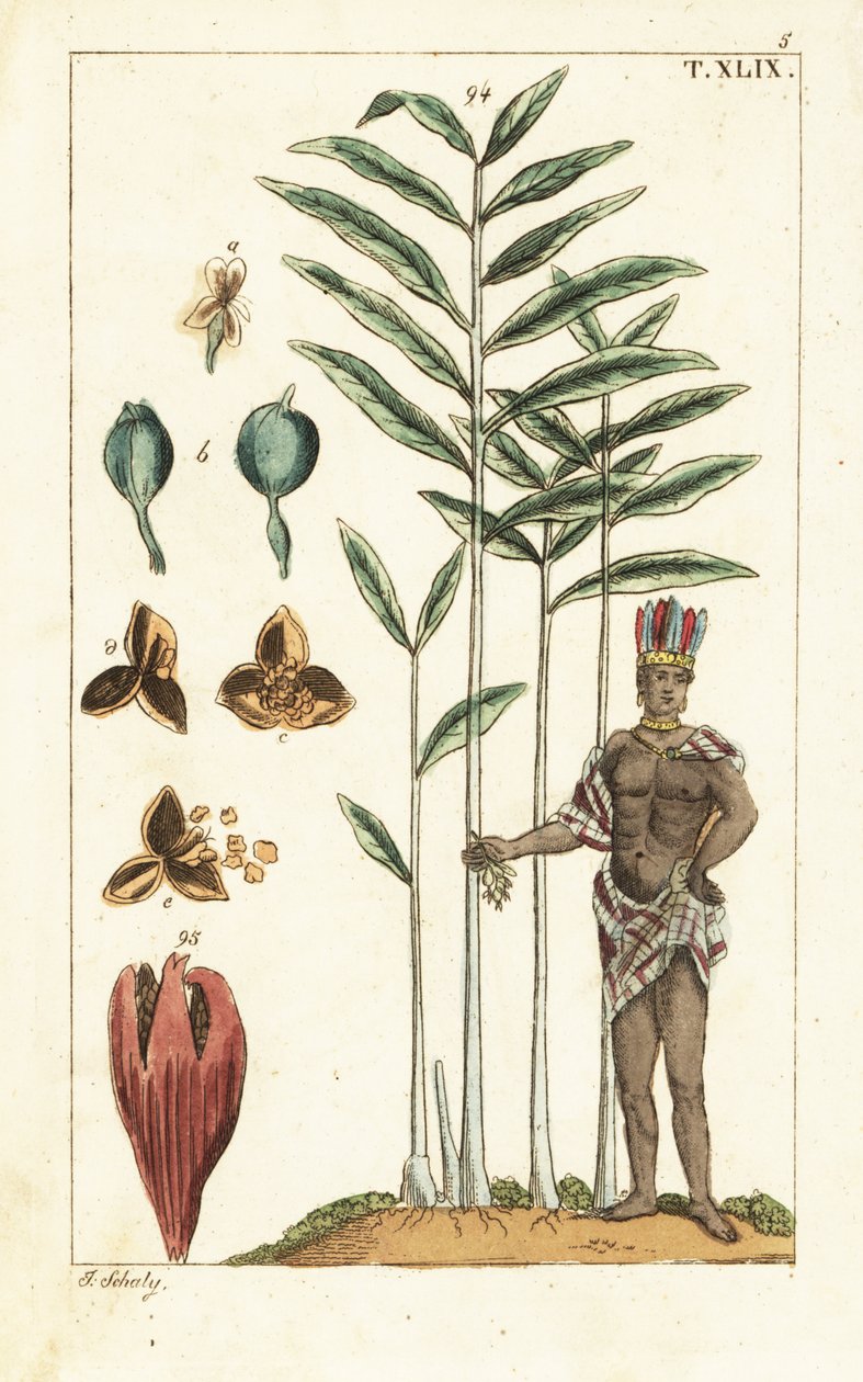 Árbol del cardamomo, Elettaria cardamomum. de Unbekannter Künstler