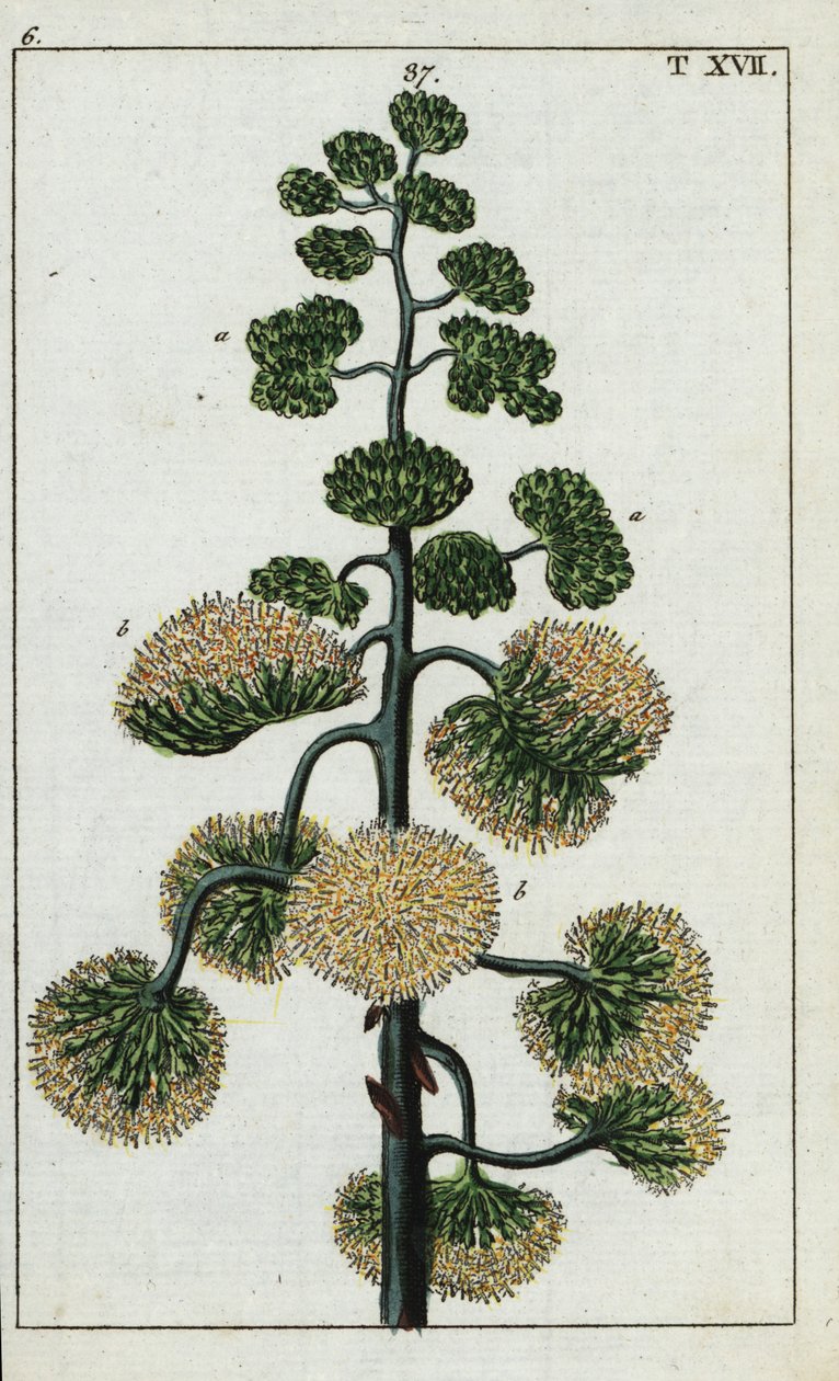 Planta del siglo, Agave americana. de Unbekannter Künstler