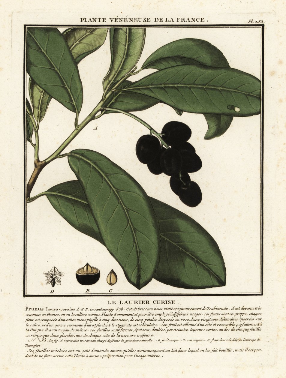 Laurel cerezo, Prunus laurocerasus. de Unbekannter Künstler