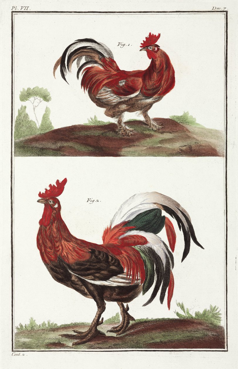Gallos de Unbekannt