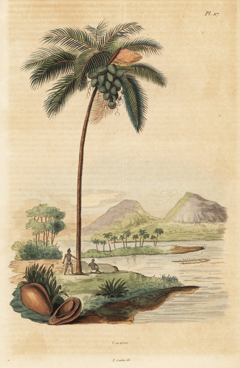 Árbol de coco, Cocos nucifera de Unbekannt