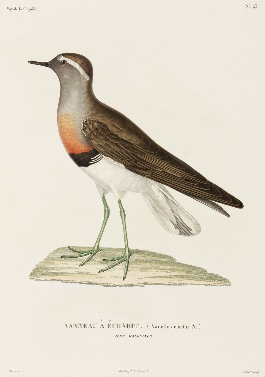 Chorlito de collar, Islas Malvinas de Unbekannter Künstler