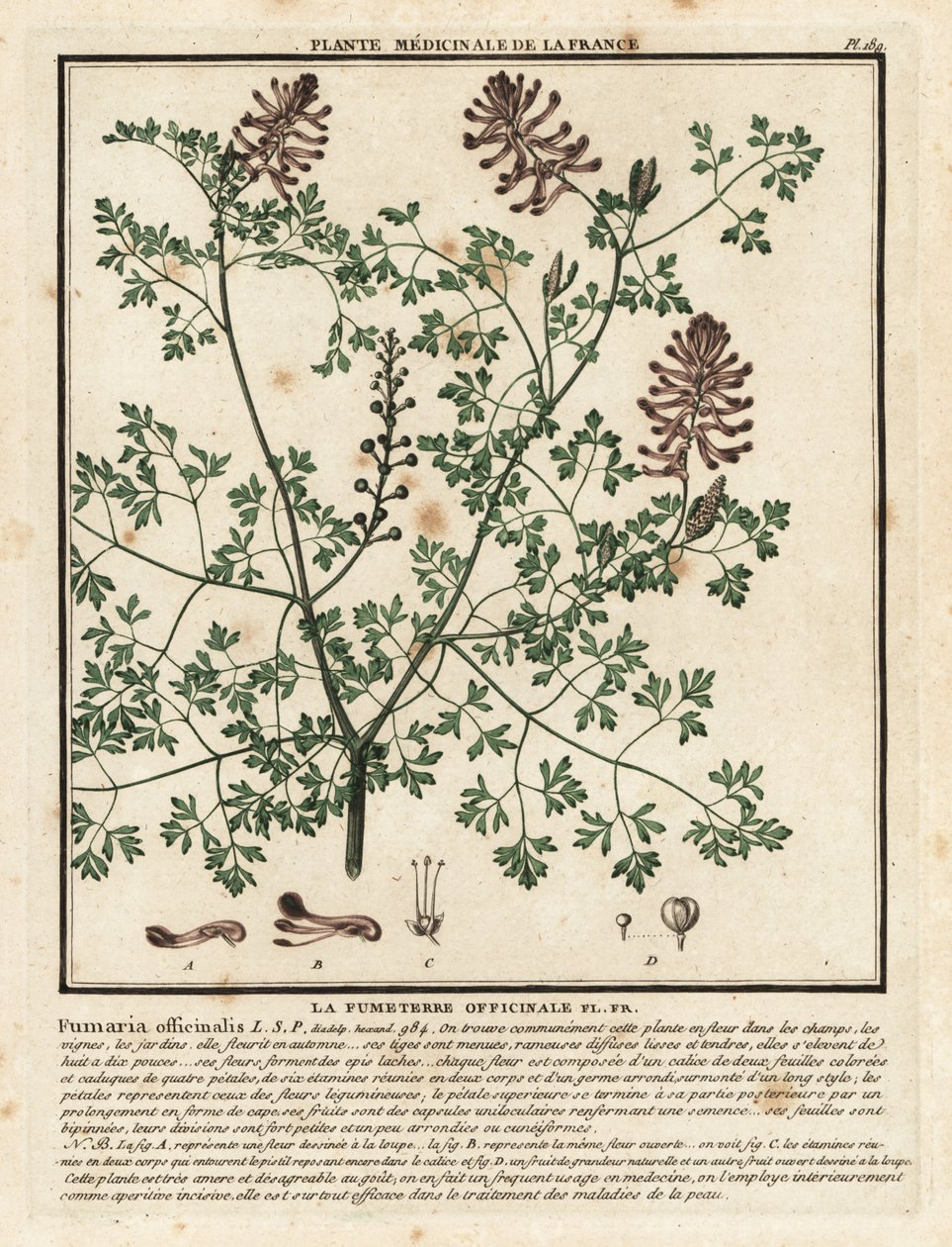 Fumitoria común, Fumaria officinalis. de Unbekannter Künstler