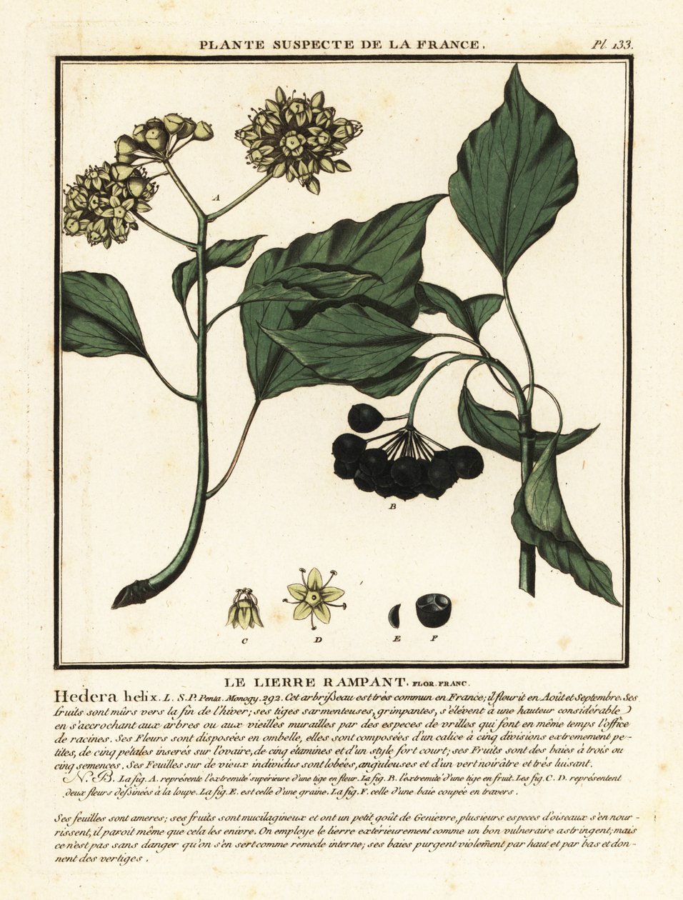 Hiedra común, Hedera helix de Unbekannter Künstler