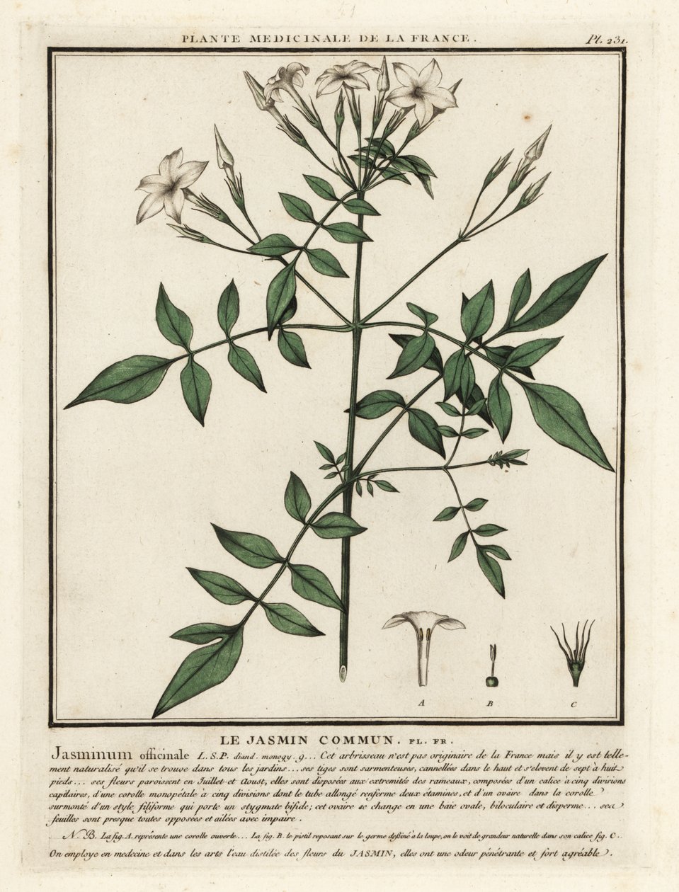 Jazmín común, Jasminum officinale. de Unbekannter Künstler