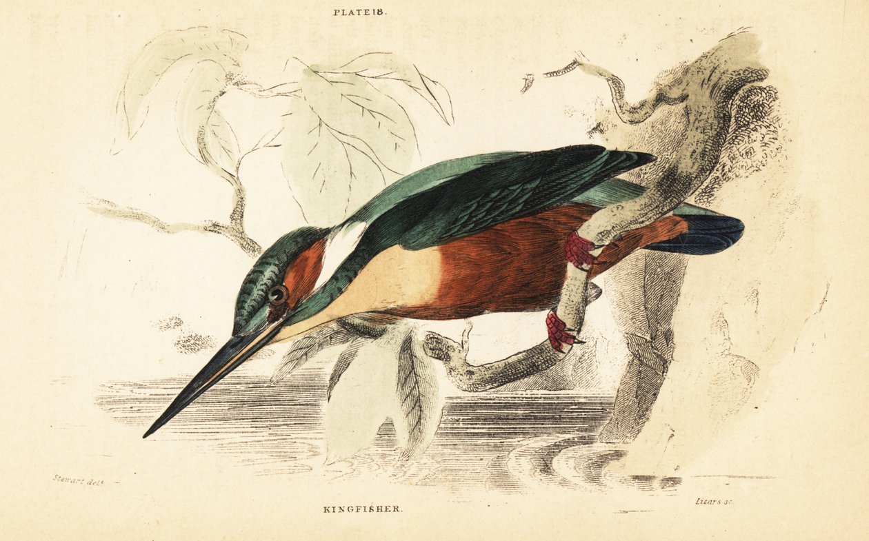 Martín pescador común, Alcedo atthis. 1889 (grabado) de Unbekannter Künstler