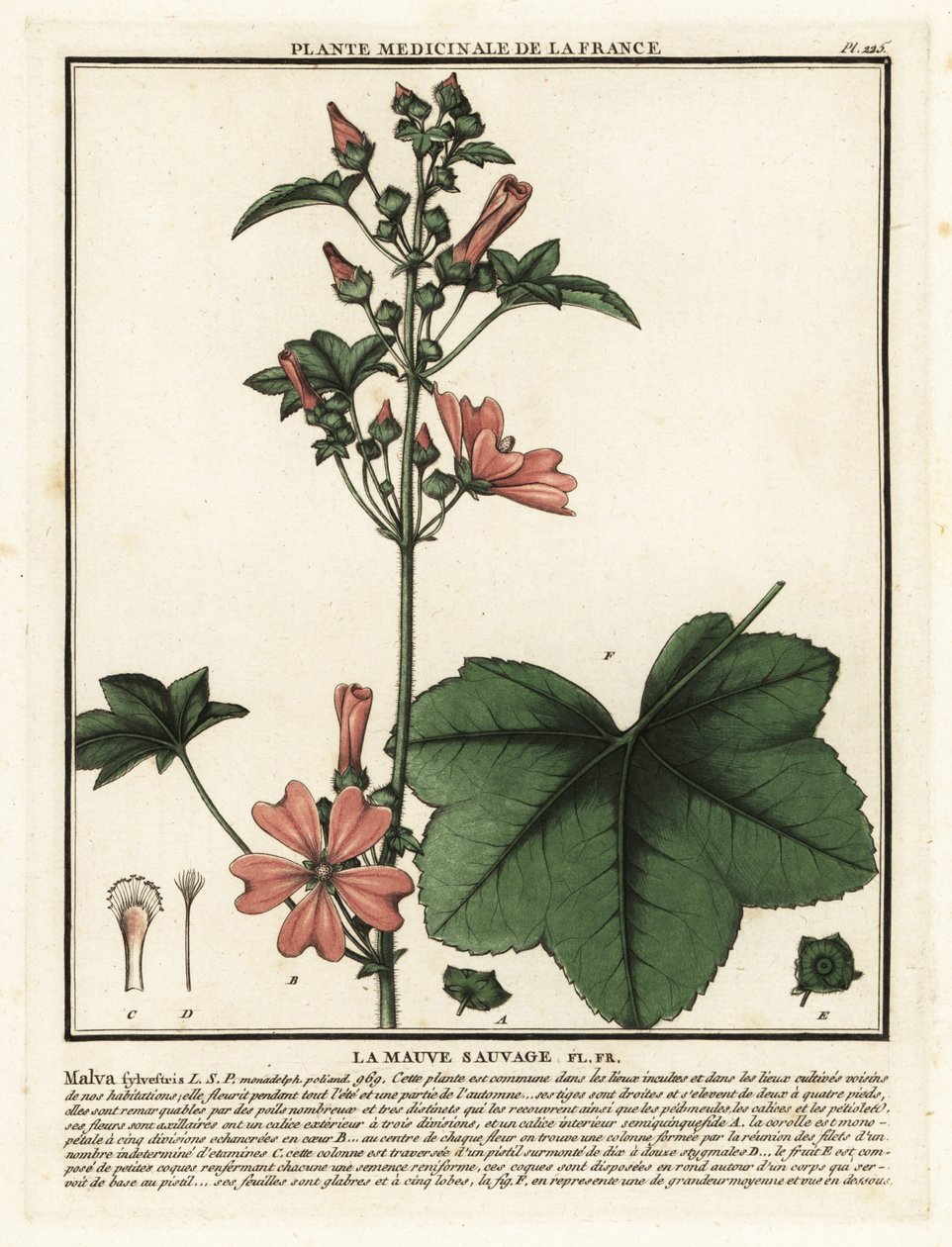 Malva común, Malva sylvestris. de Unbekannter Künstler