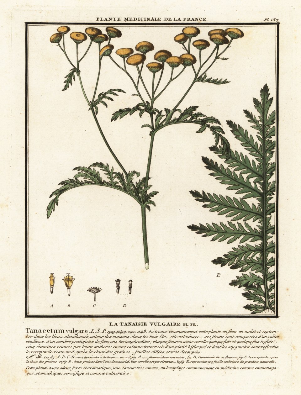 Tanaceto común, Tanacetum vulgare. de Unbekannter Künstler