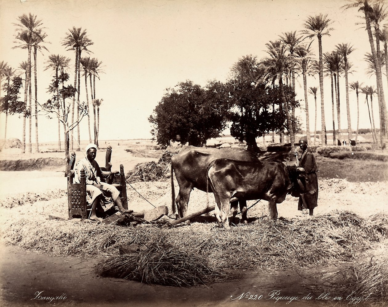 Siega del maíz en Egipto. de Unbekannter Künstler