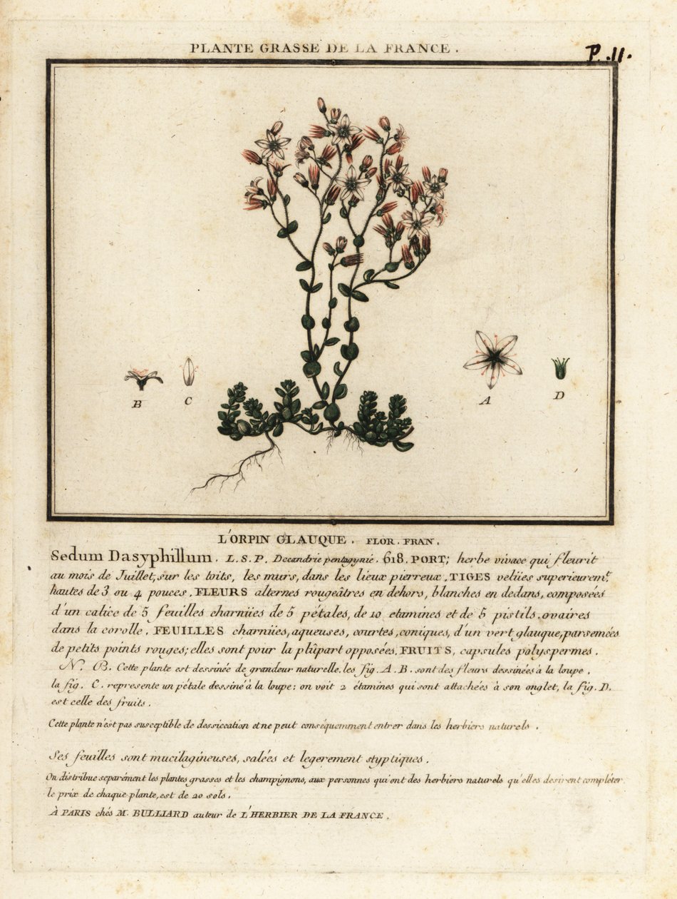 Canto rodado corso, Sedum dasyphyllum. de Unbekannter Künstler