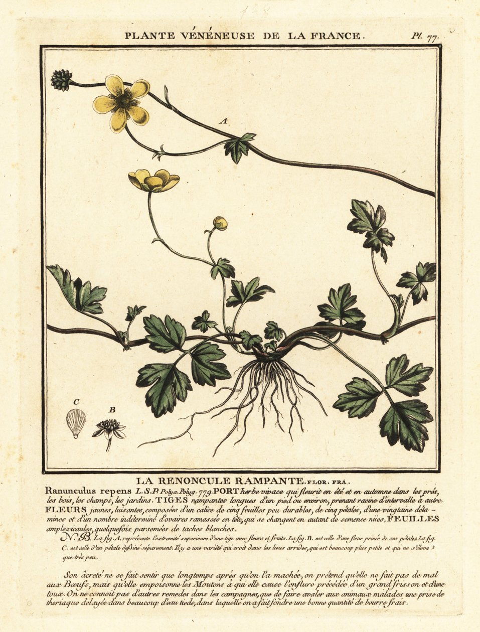Ranúnculo rastrero, Ranunculus repens. de Unbekannter Künstler