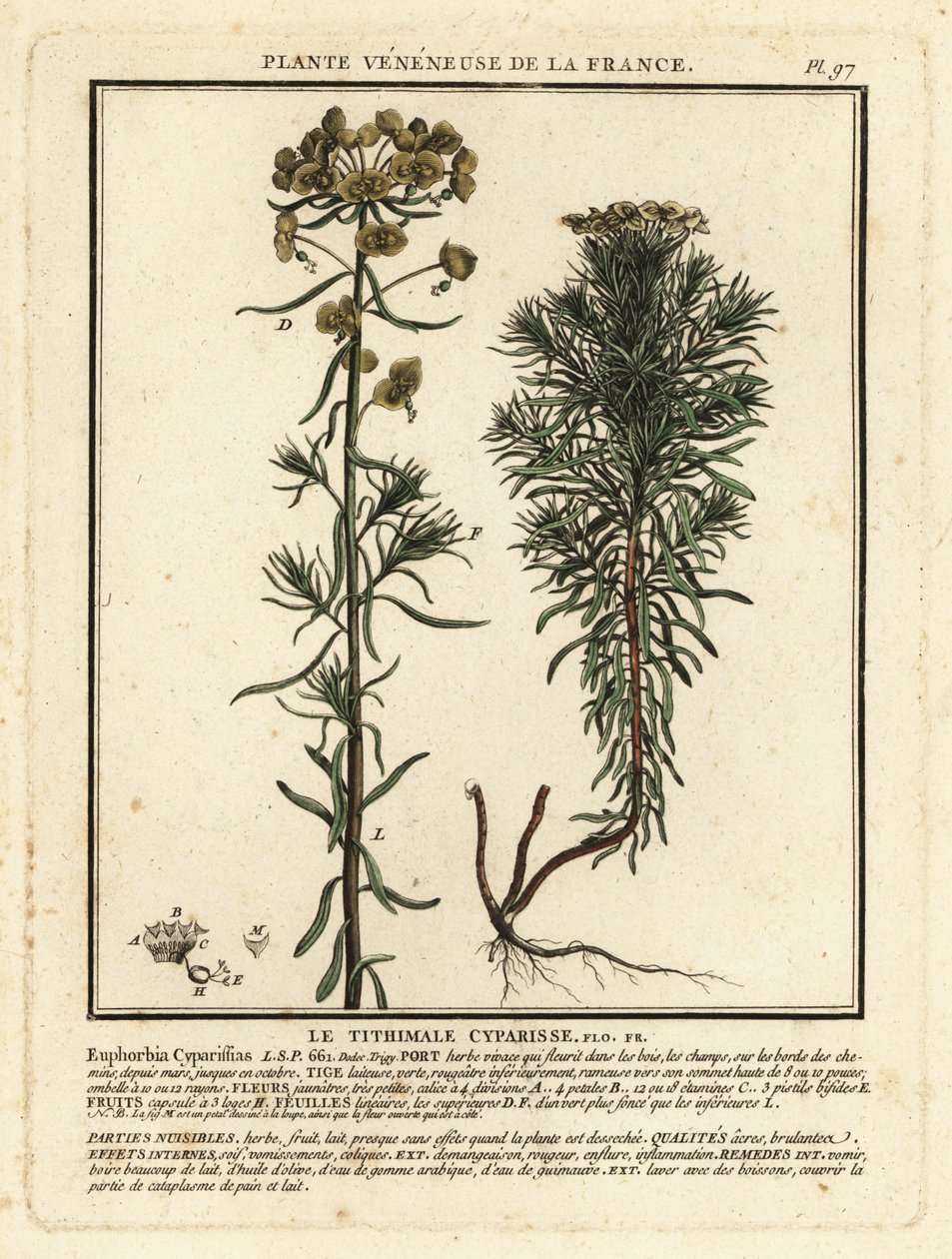 Ciprés expurgo, Euphorbia cyparissias. de Unbekannter Künstler