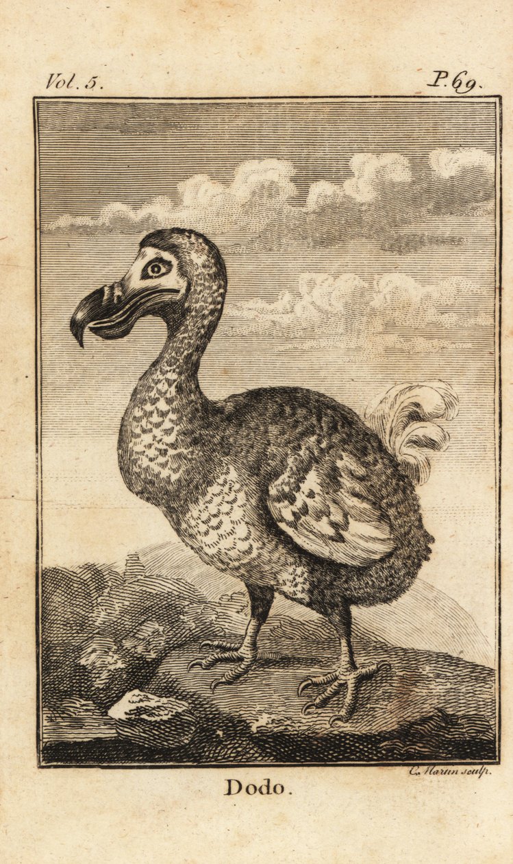 Dodo, Raphus cucullatus, ave extinta de Unbekannt