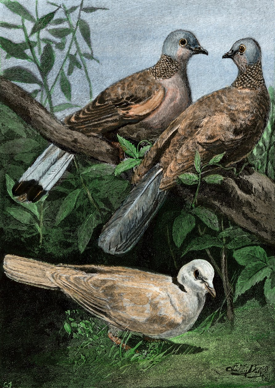 Palomas y palomo mensajero. de Unbekannter Künstler