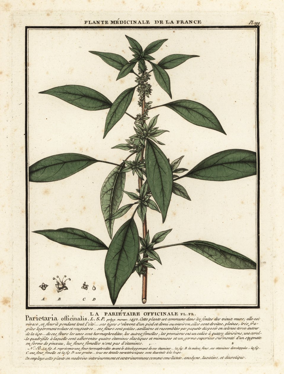Pellitero oriental, Parietaria officinalis. de Unbekannter Künstler