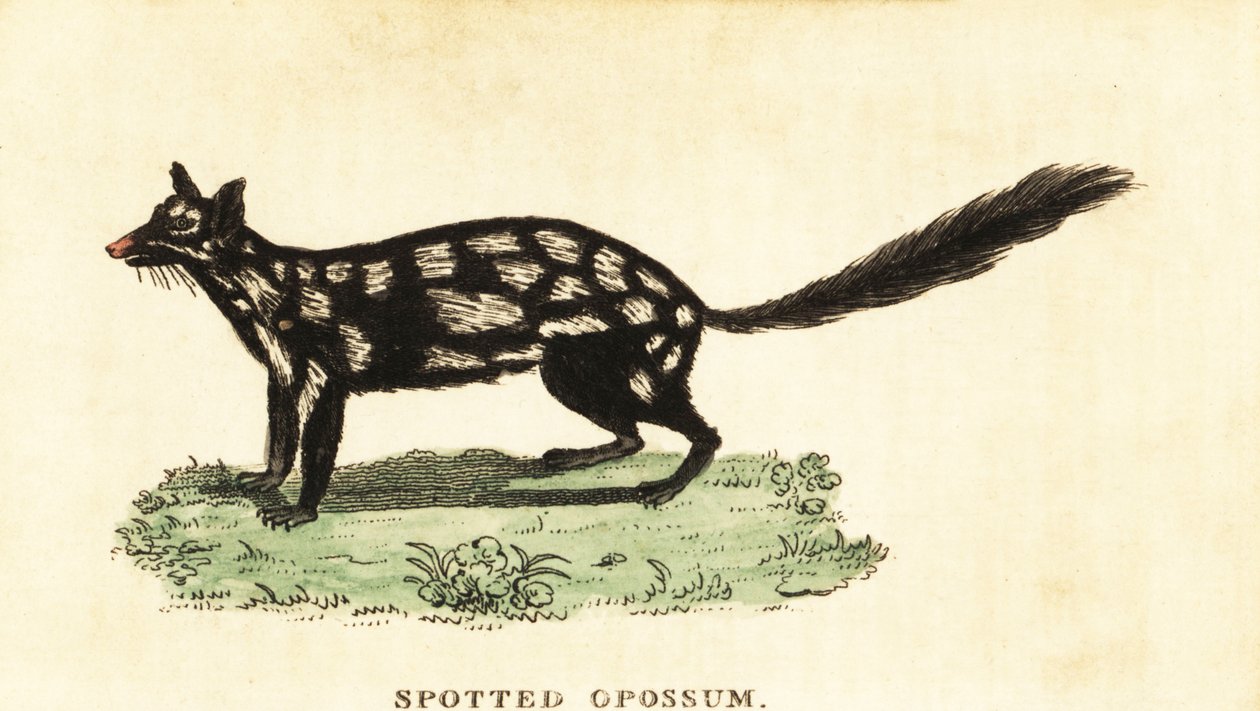 Cuellito oriental, Dasyurus viverrinus. ,1800 (grabado) de Unbekannter Künstler
