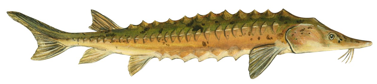 Esturión lacustre (Acipenser fulvescens) de Unbekannter Künstler