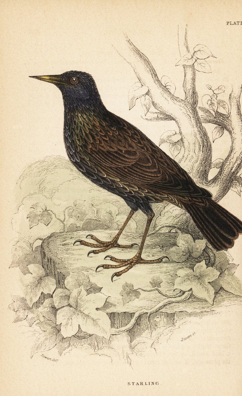 Estornino europeo, Sturnus vulgaris.1889 (grabado) de Unbekannter Künstler