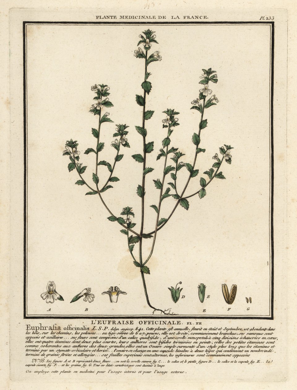 Eufrasia, Euphrasia rostkoviana. de Unbekannter Künstler
