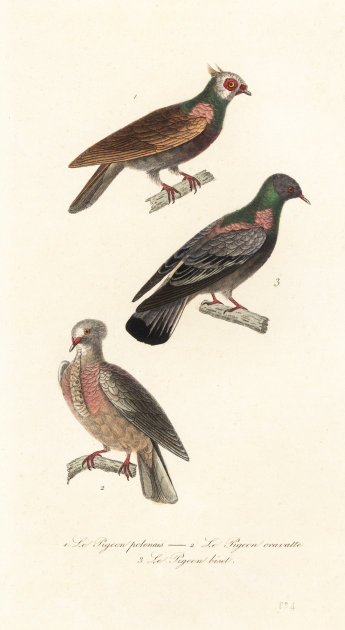 Razas de palomas de lujo. de Unbekannter Künstler