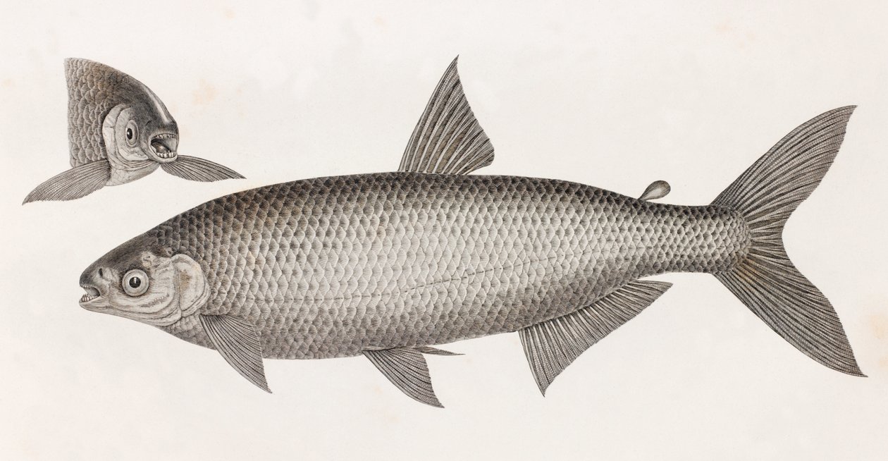 Peces: Le Characin de Unbekannt