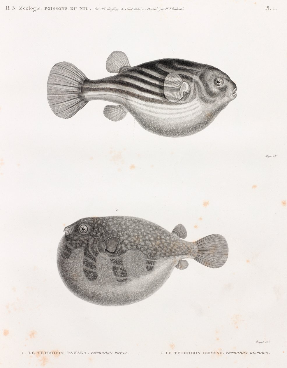 Peces: Tetrodon de Unbekannt