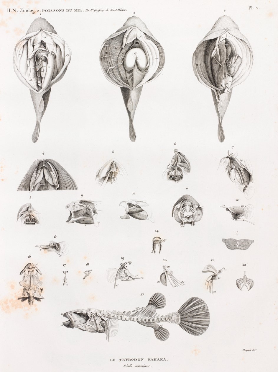 Peces: Tetrodon, anatomía de Unbekannt
