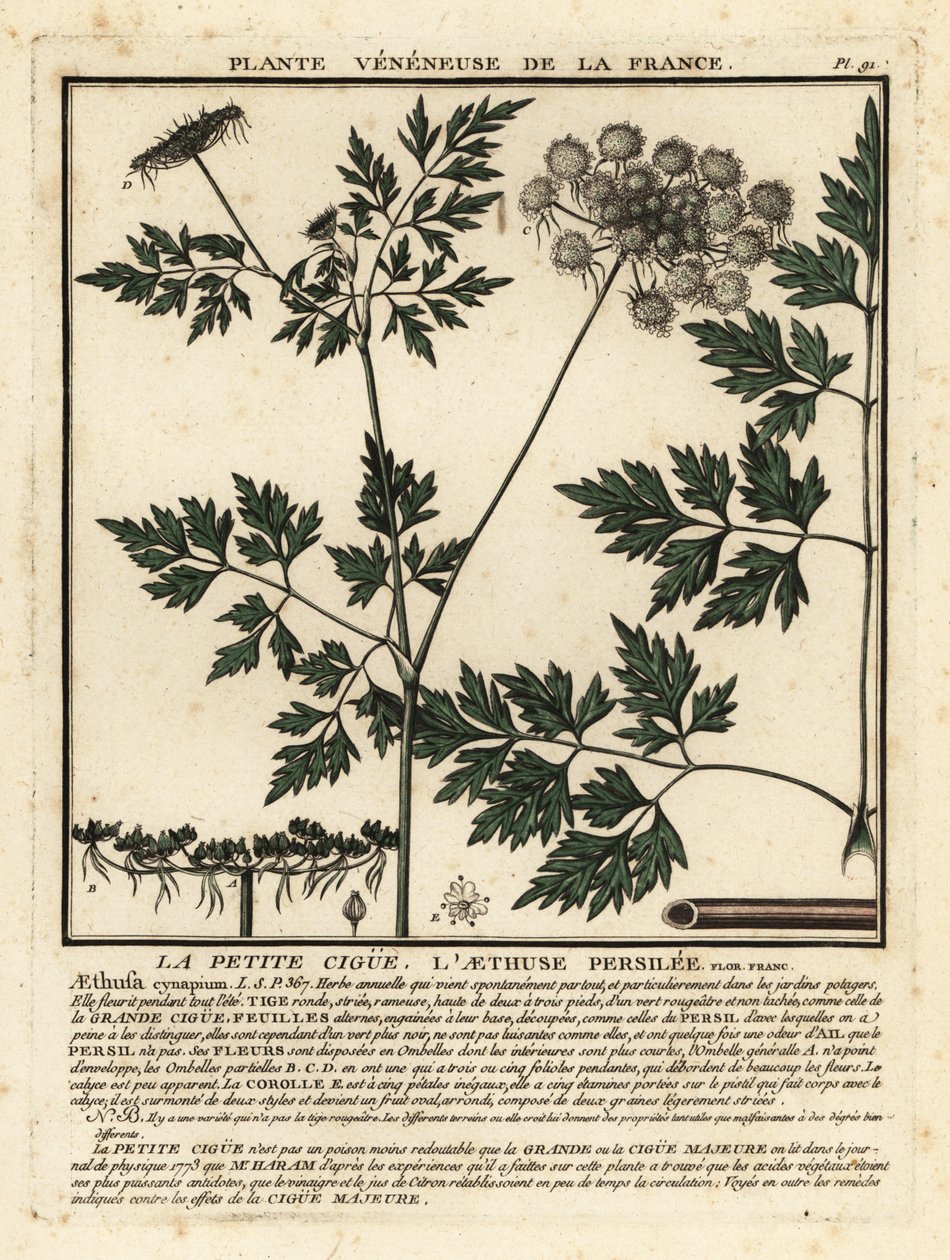 Perejil de los tontos, Aethusa cynapium. de Unbekannter Künstler