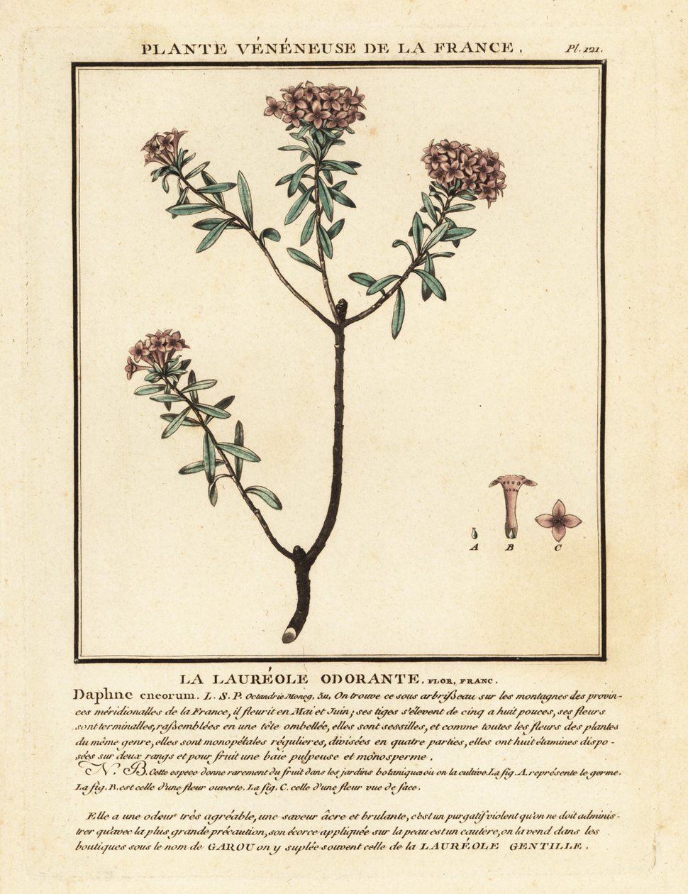 Flor de guirnalda, Daphne cneorum. de Unbekannter Künstler