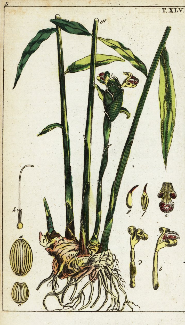 Planta y raíz de jengibre, Zingiber officinale. de Unbekannter Künstler