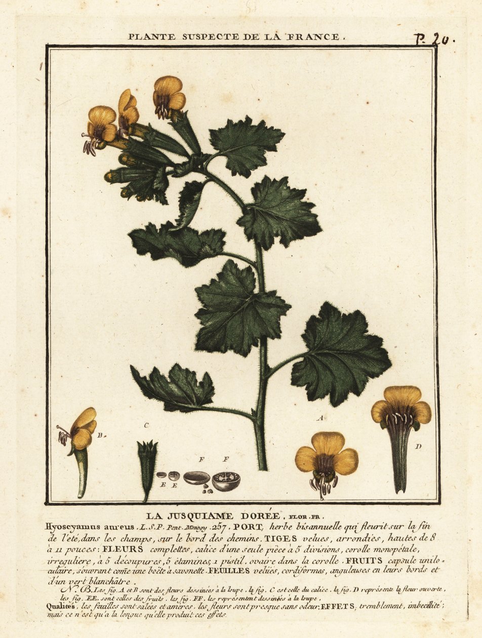 Beleño dorado, Hyoscymus aureus. de Unbekannter Künstler