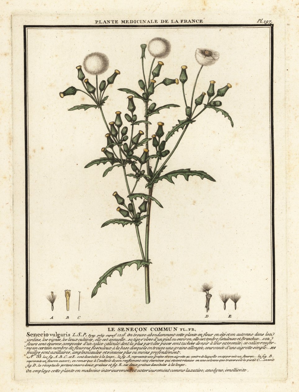 Senecio vulgaris. de Unbekannter Künstler
