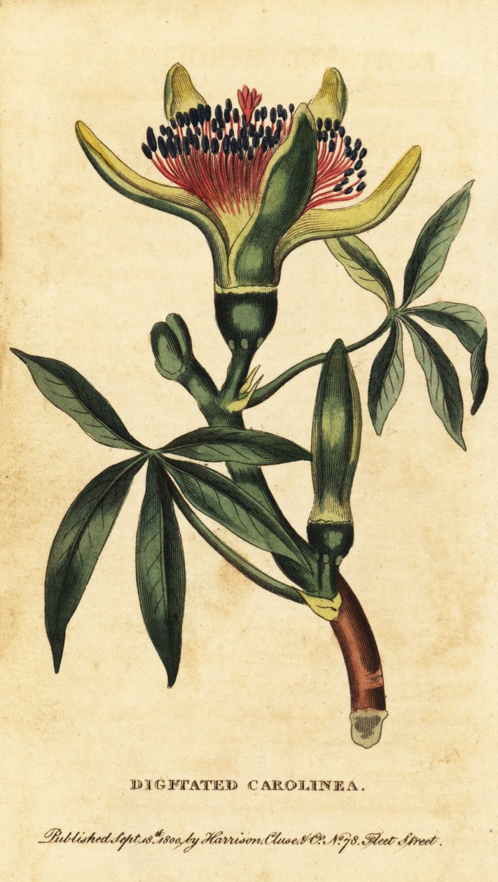 Castaño de Guayana, Pachira aquatica. ,1800 (grabado) de Unbekannter Künstler