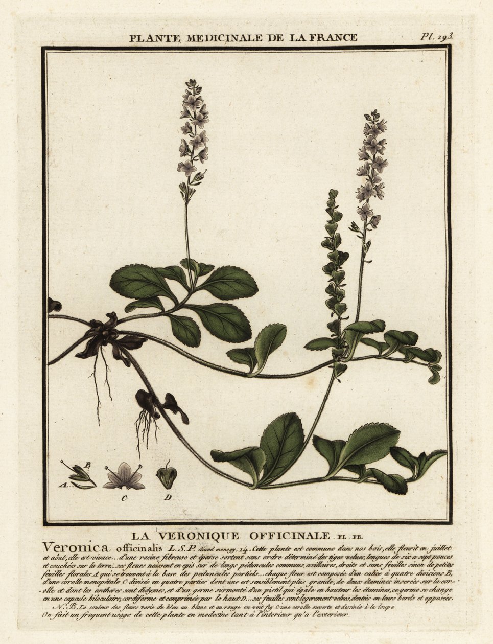 Heath verónica, Veronica officinalis. de Unbekannter Künstler