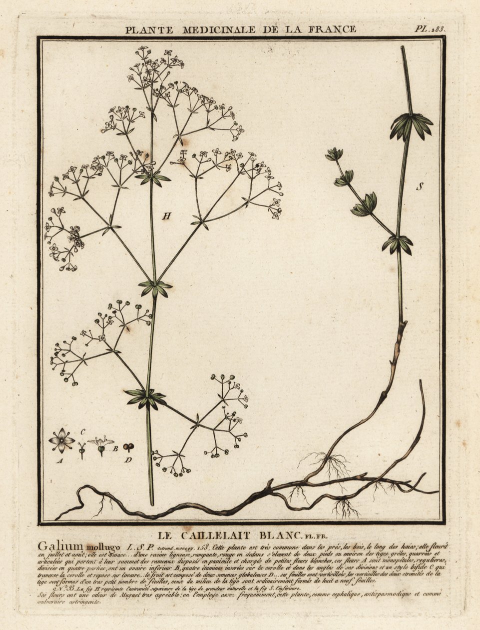 Cercos de la hierba, Galium mollugo. de Unbekannter Künstler
