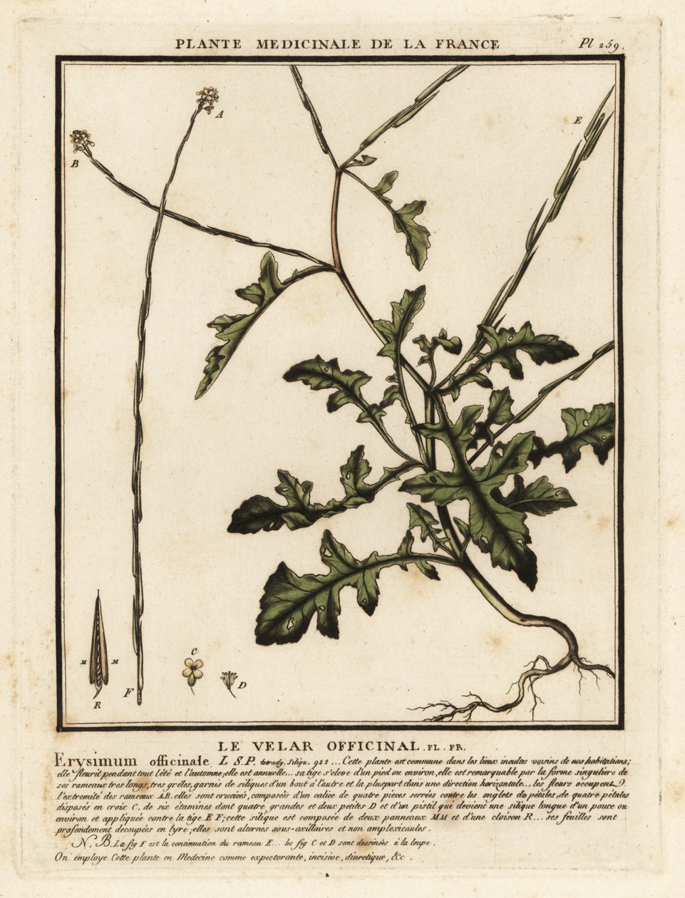 Mostaza de cobertura, Sisymbrium officinale. de Unbekannter Künstler
