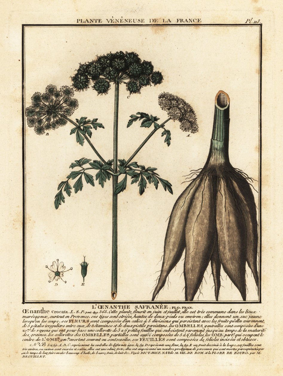Hemlock water-dropwort, Oenanthe crocata. de Unbekannter Künstler