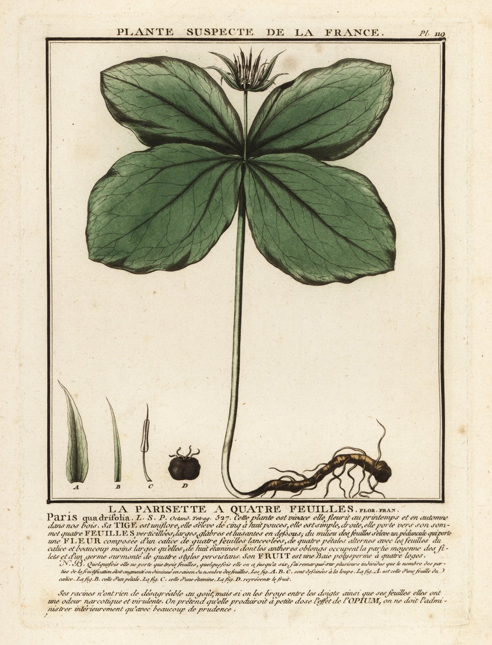 Hierba-paris, Paris quadrifolia. de Unbekannter Künstler