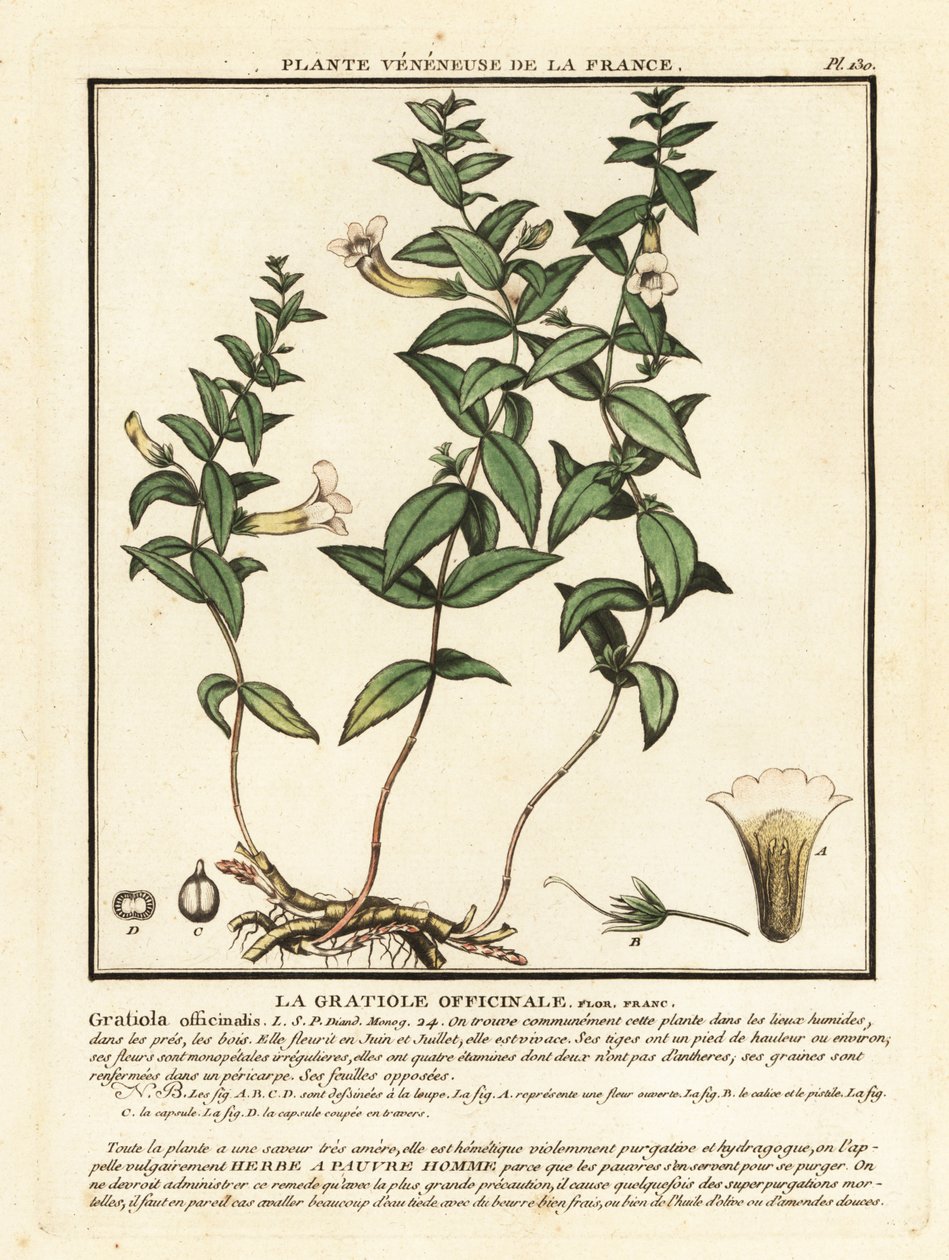 Hierba de gracia, Gratiola officinalis. de Unbekannter Künstler